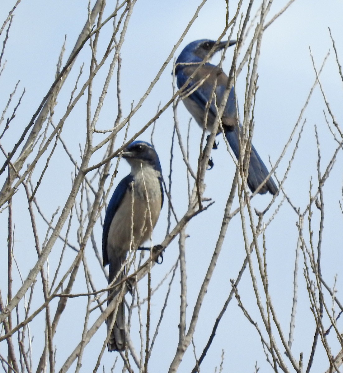 Island Scrub-Jay - ML643111507