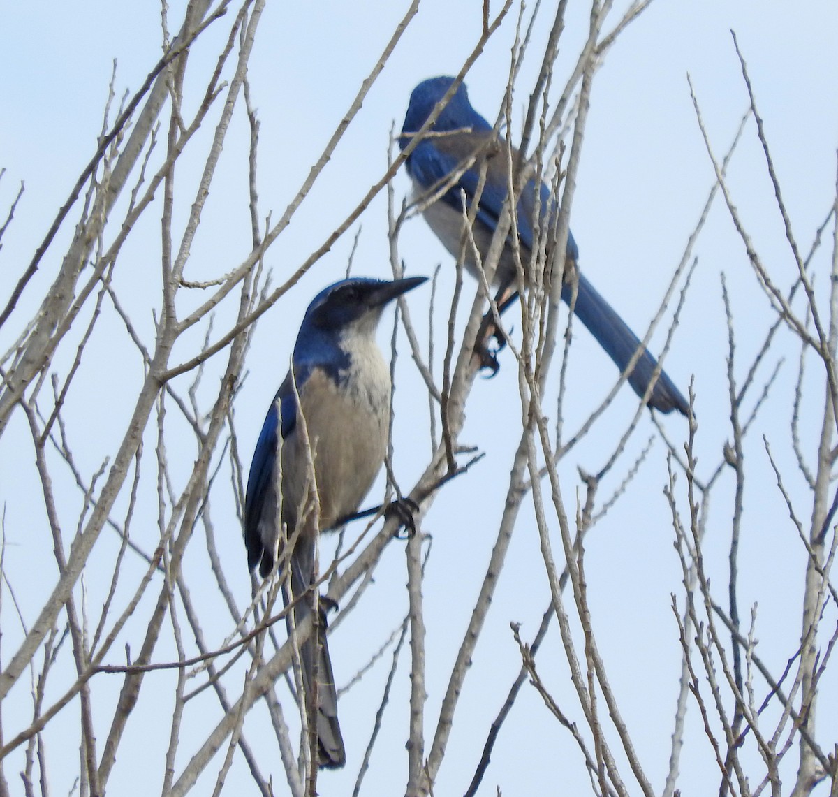 Island Scrub-Jay - ML643111508