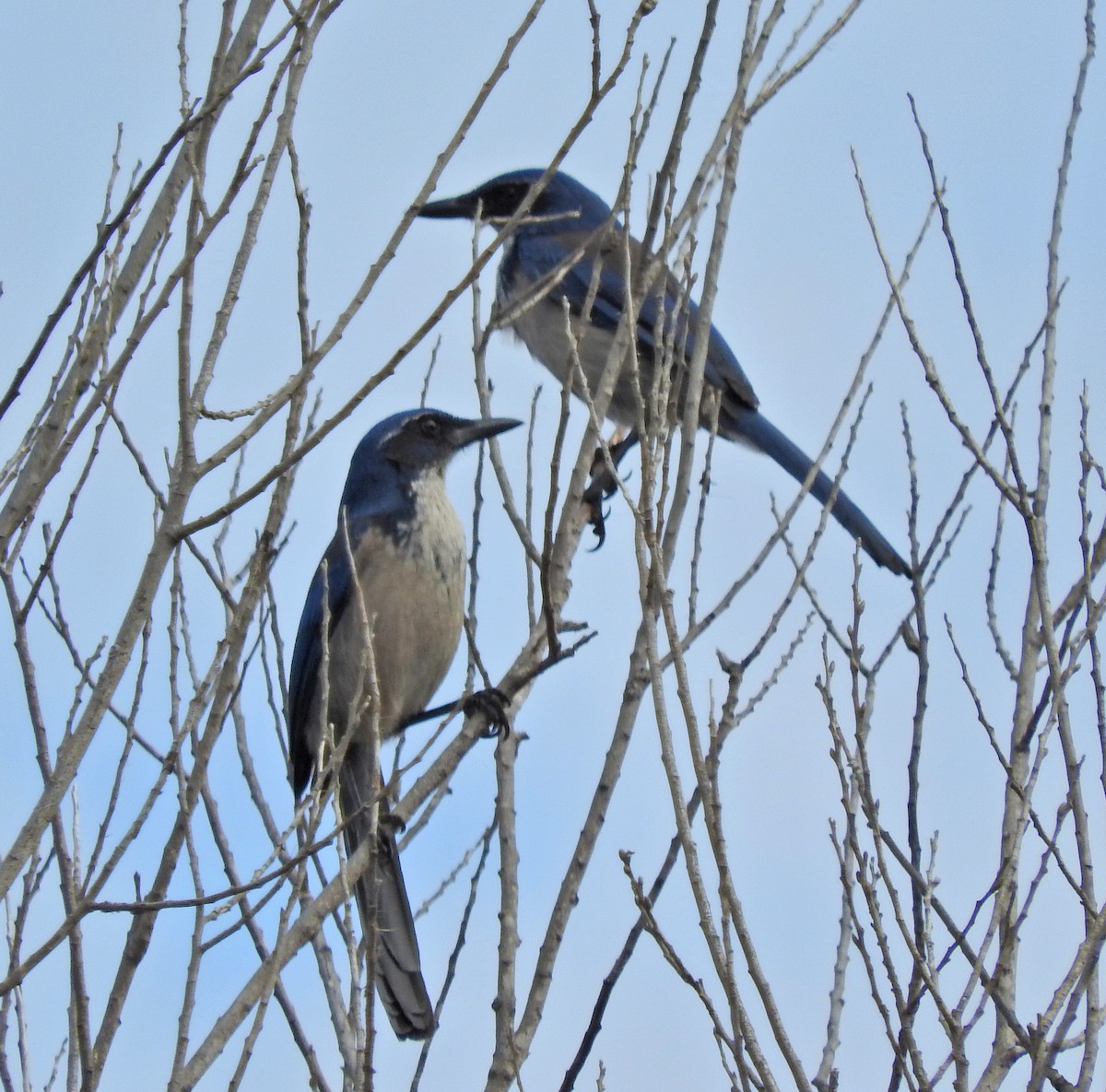 Island Scrub-Jay - ML643111509