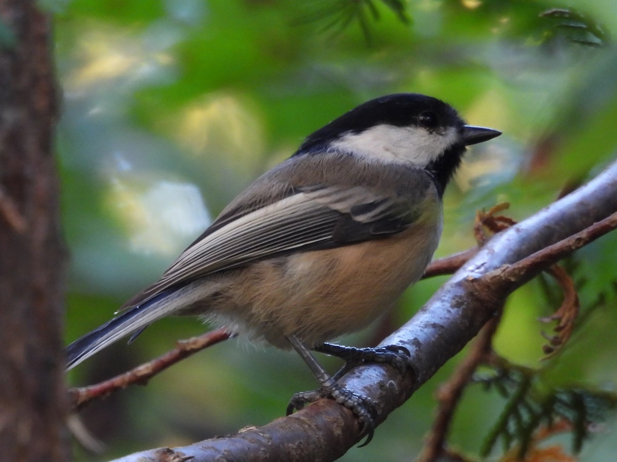 Mésange à tête noire - ML643111511