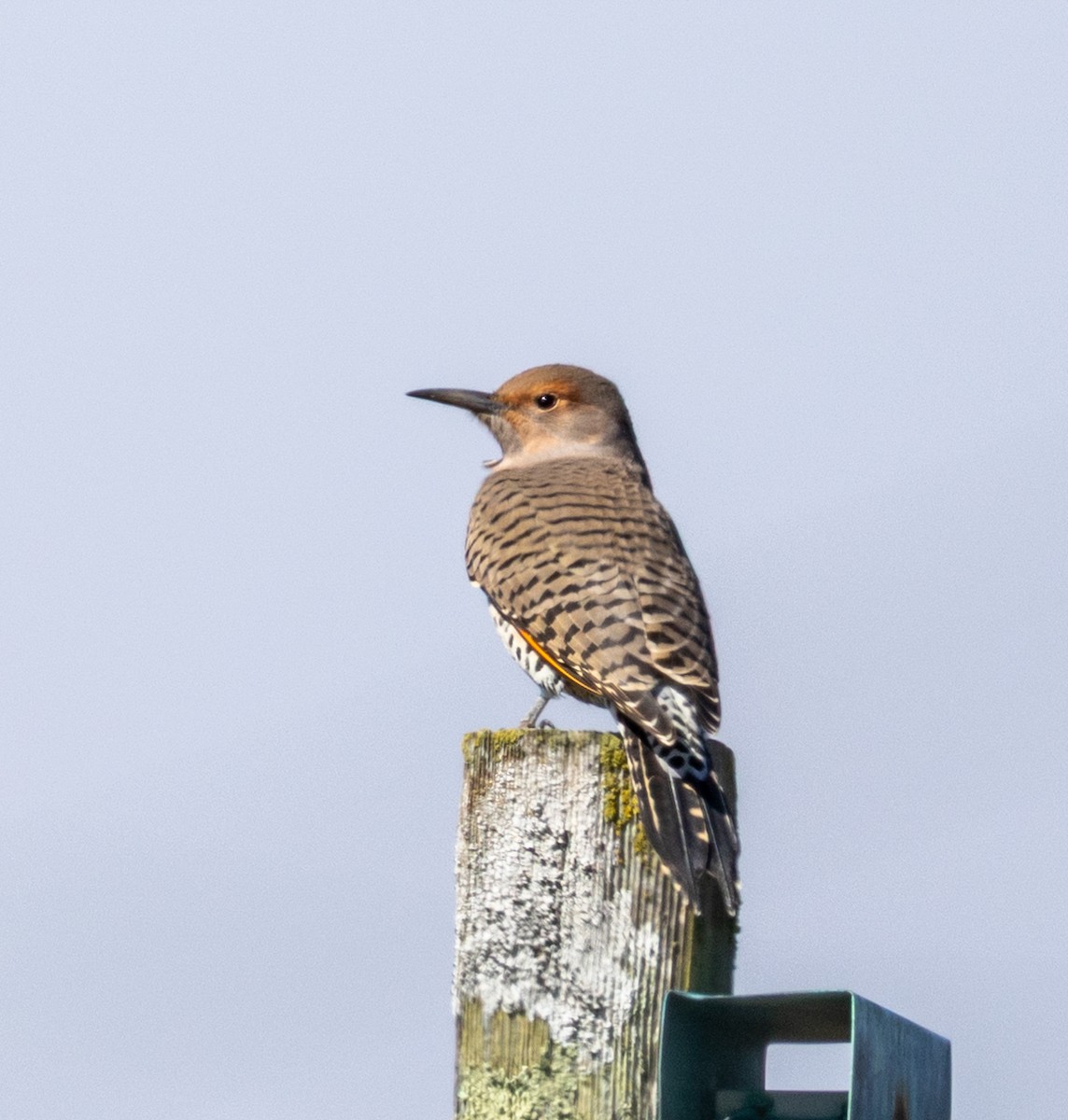 Northern Flicker - ML643111516