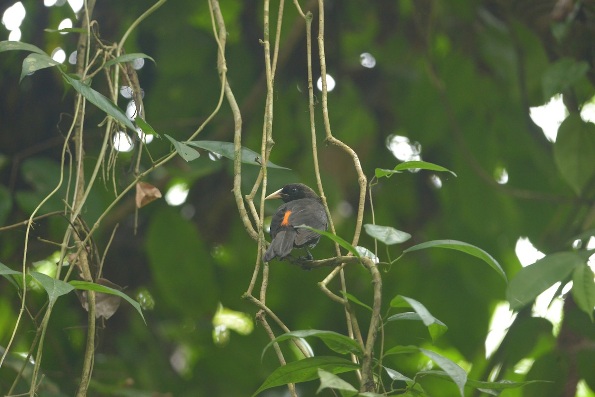 Scarlet-rumped Cacique - ML643111526
