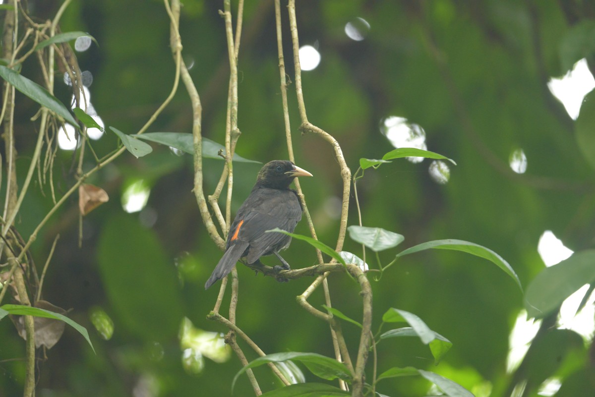 Scarlet-rumped Cacique - ML643111527