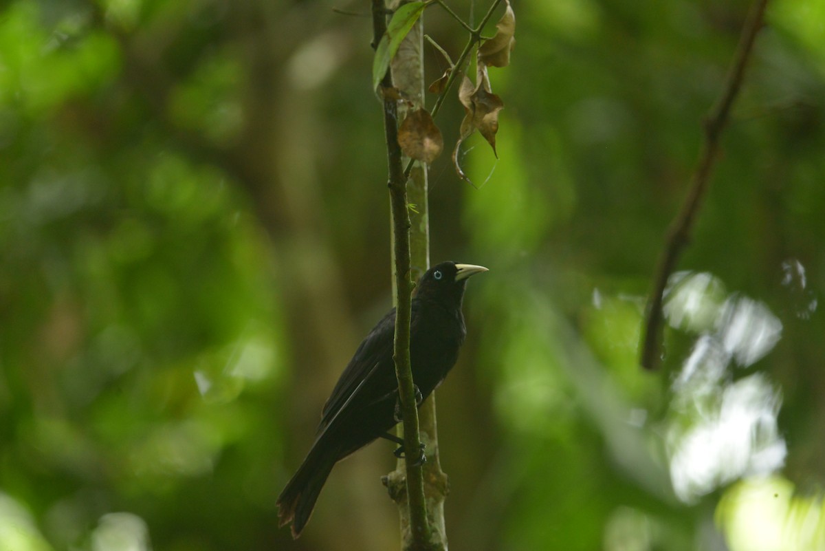 Scarlet-rumped Cacique - ML643111528