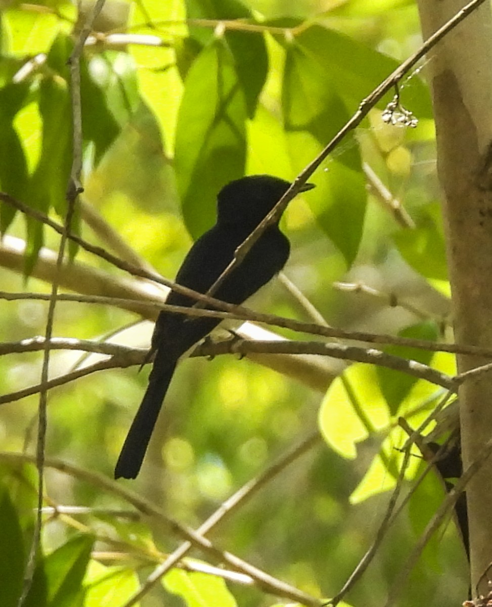 Satin Flycatcher - ML643111534