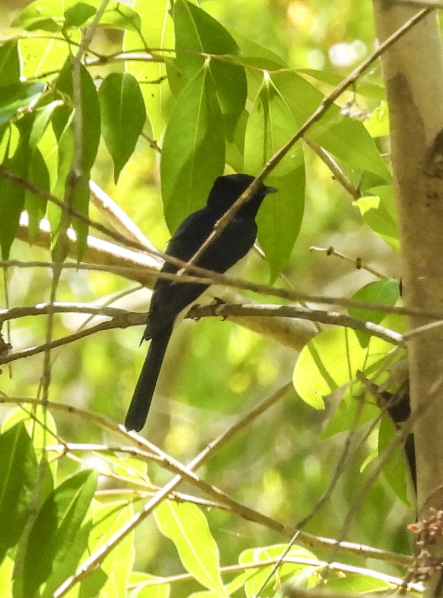 Satin Flycatcher - ML643111537