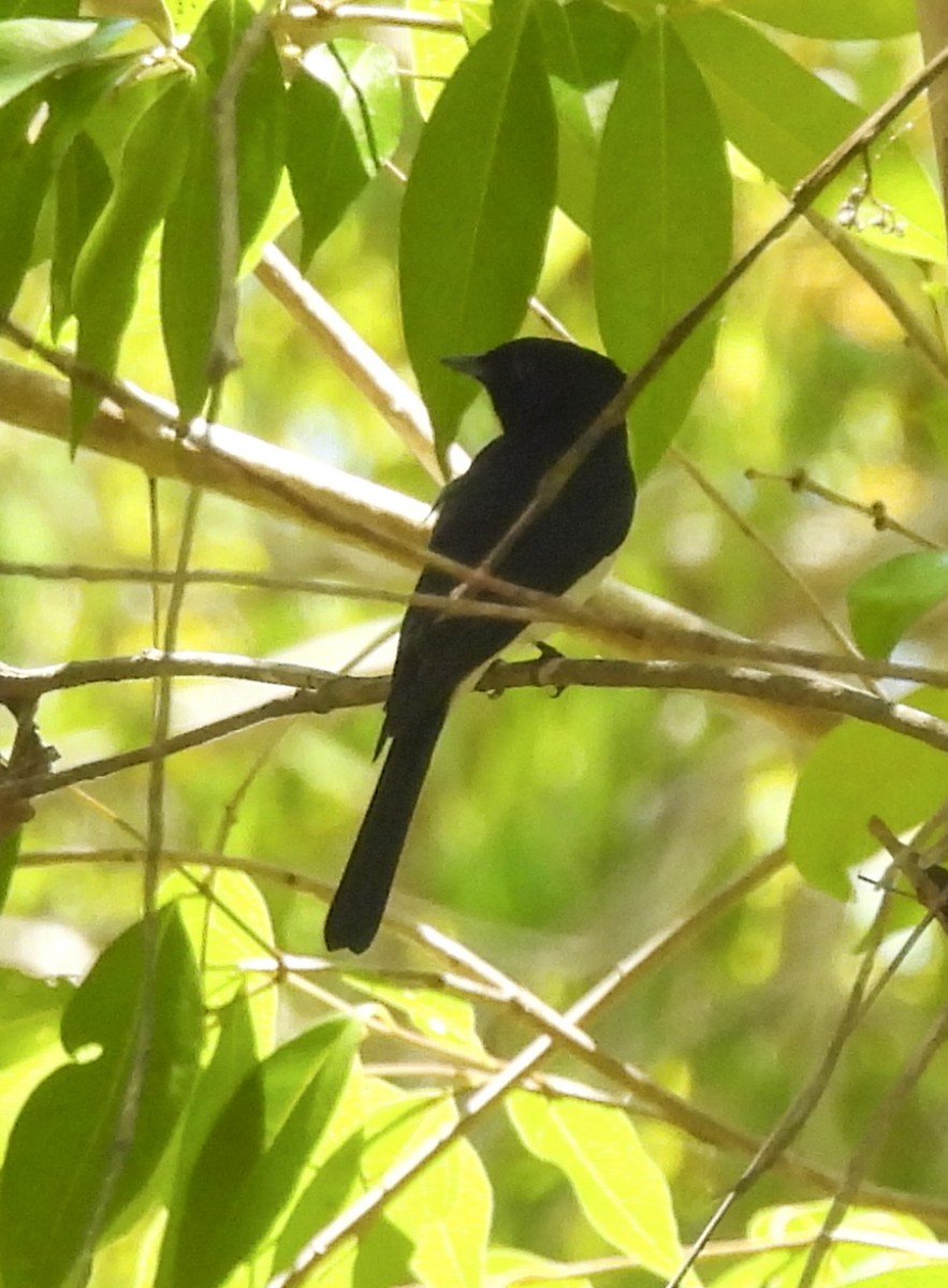 Satin Flycatcher - ML643111540