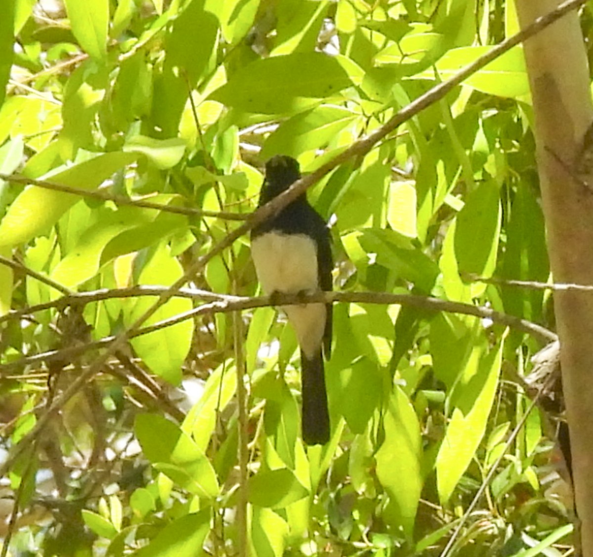 Satin Flycatcher - ML643111541