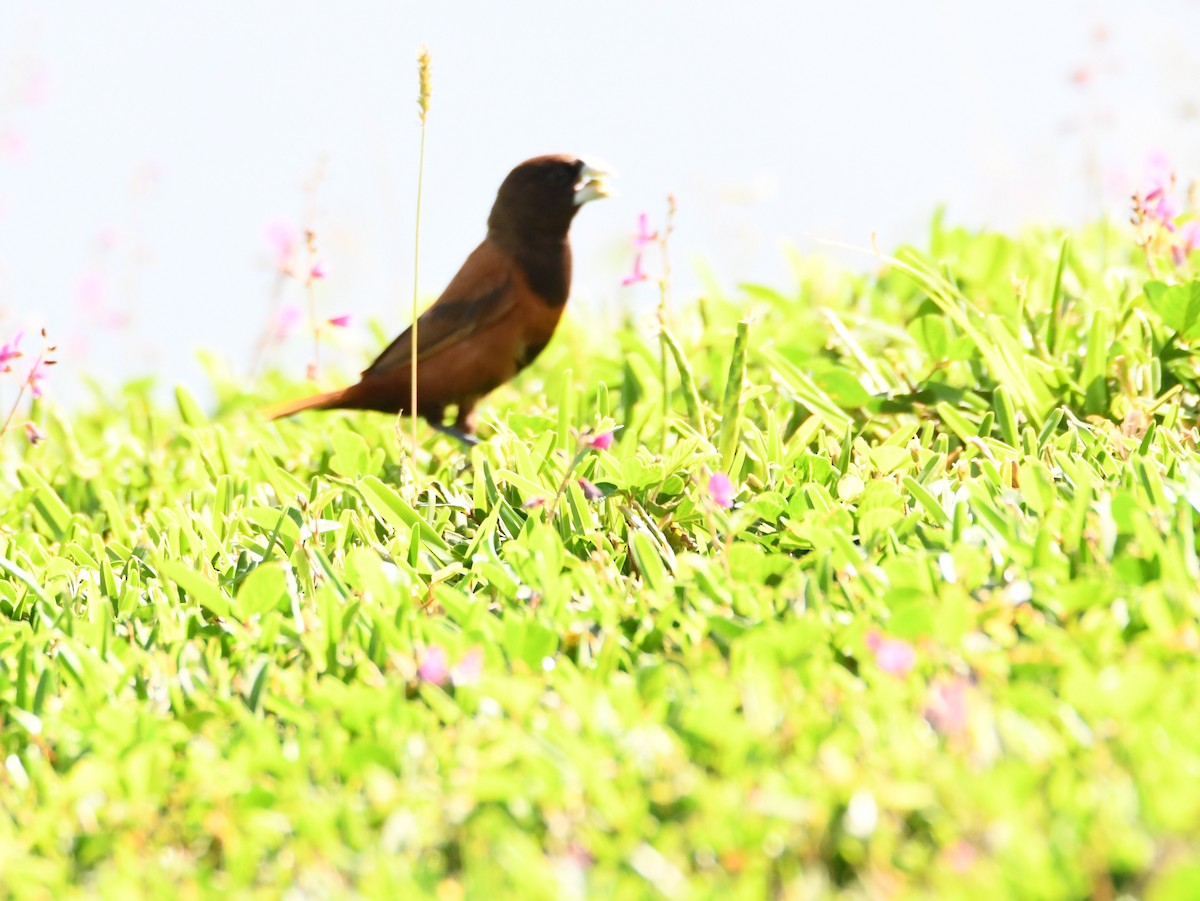 Chestnut Munia - ML643111544