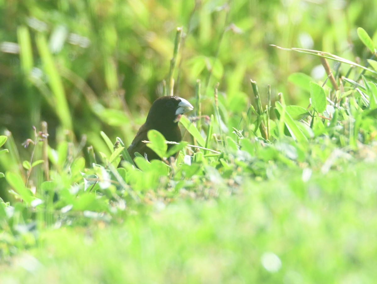 Chestnut Munia - ML643111550
