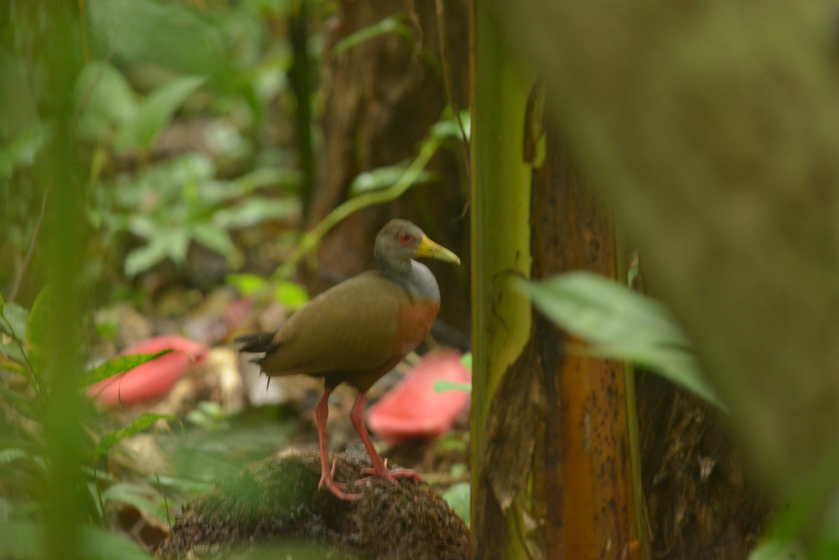 Gray-cowled Wood-Rail - ML643111554