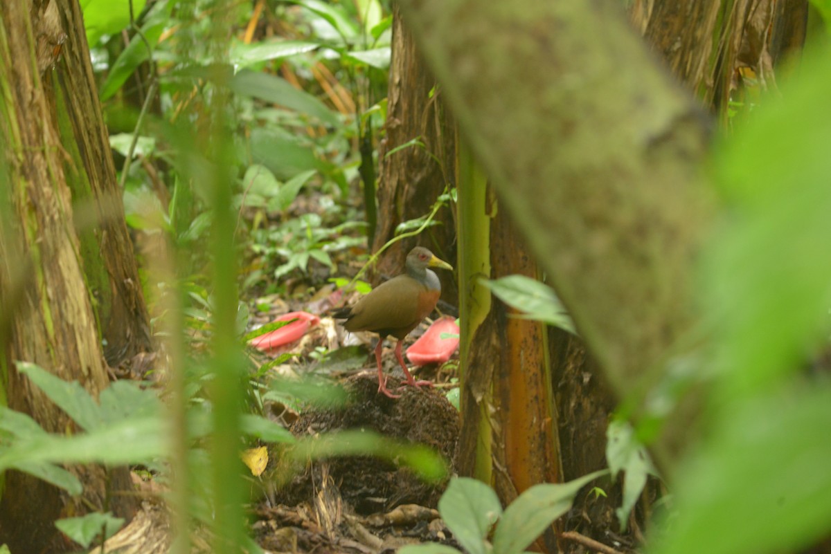 Gray-cowled Wood-Rail - ML643111555