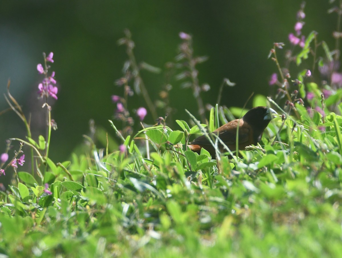 Chestnut Munia - ML643111557