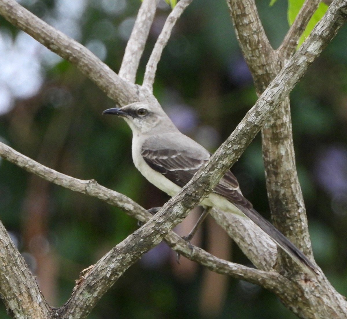 Tropical Mockingbird - ML643111563