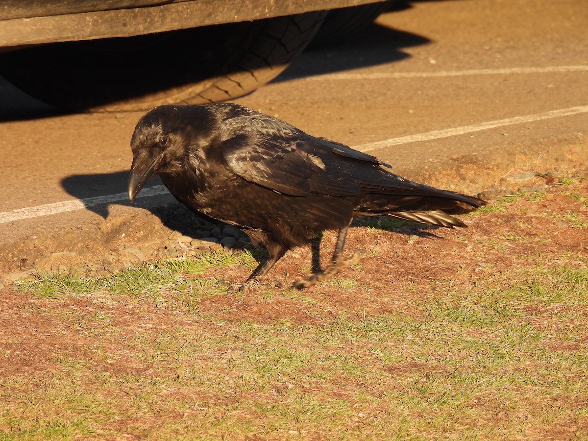 Corvo imperiale - ML643111601