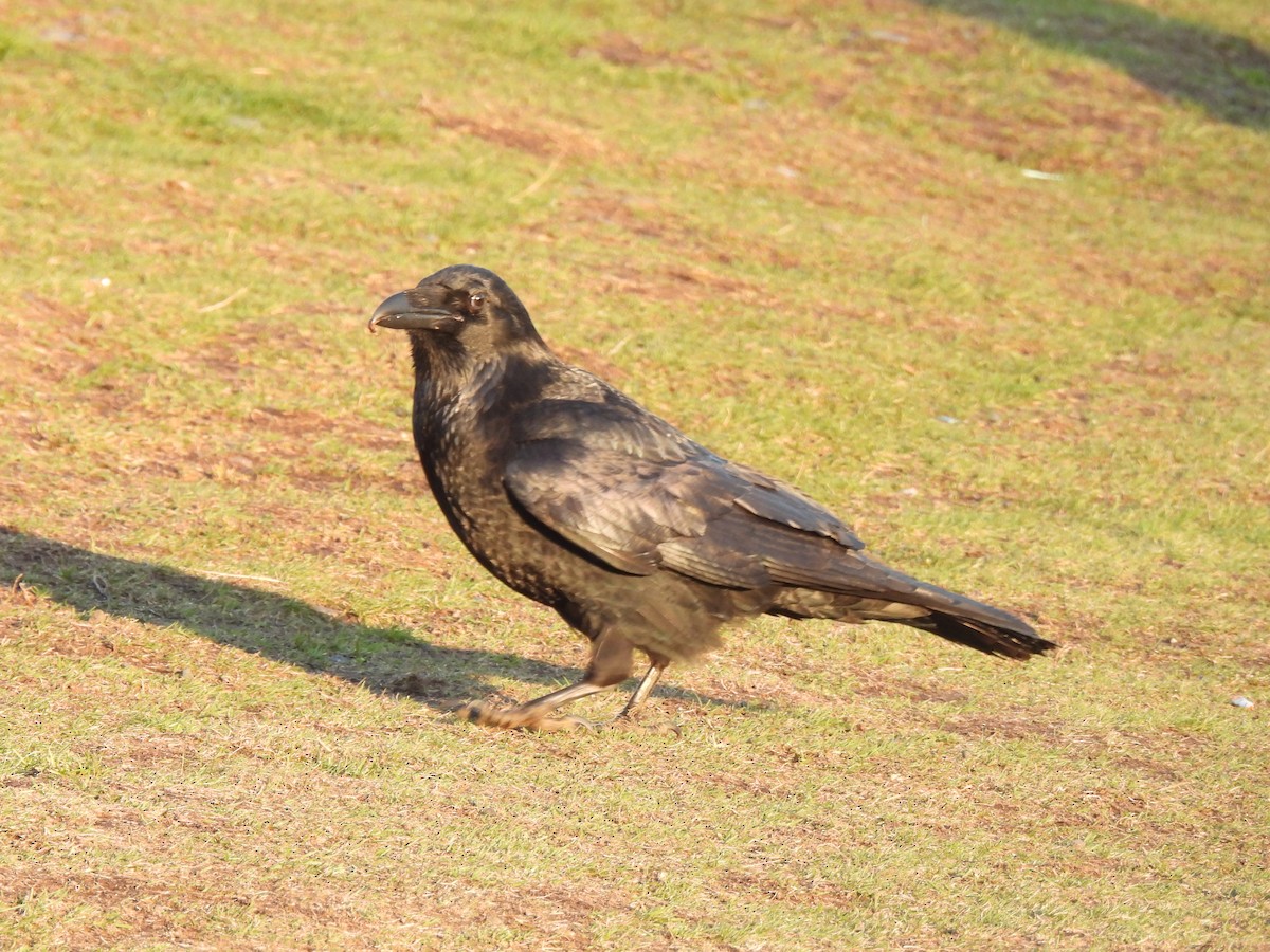 Corvo imperiale - ML643111602