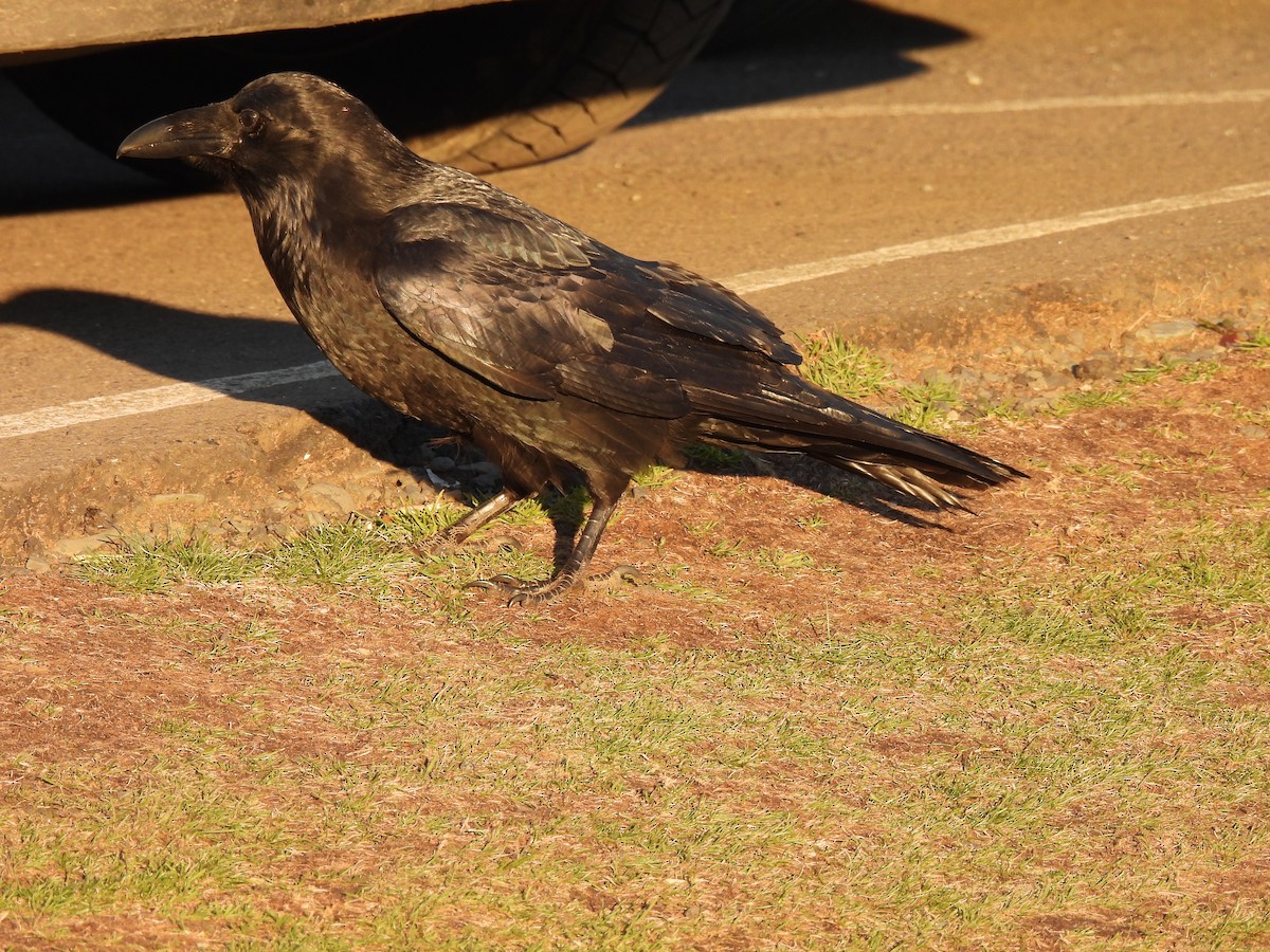 Corvo imperiale - ML643111603