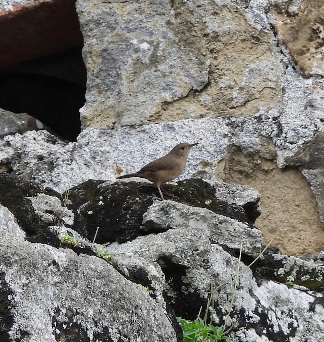 Southern House Wren - ML643111610