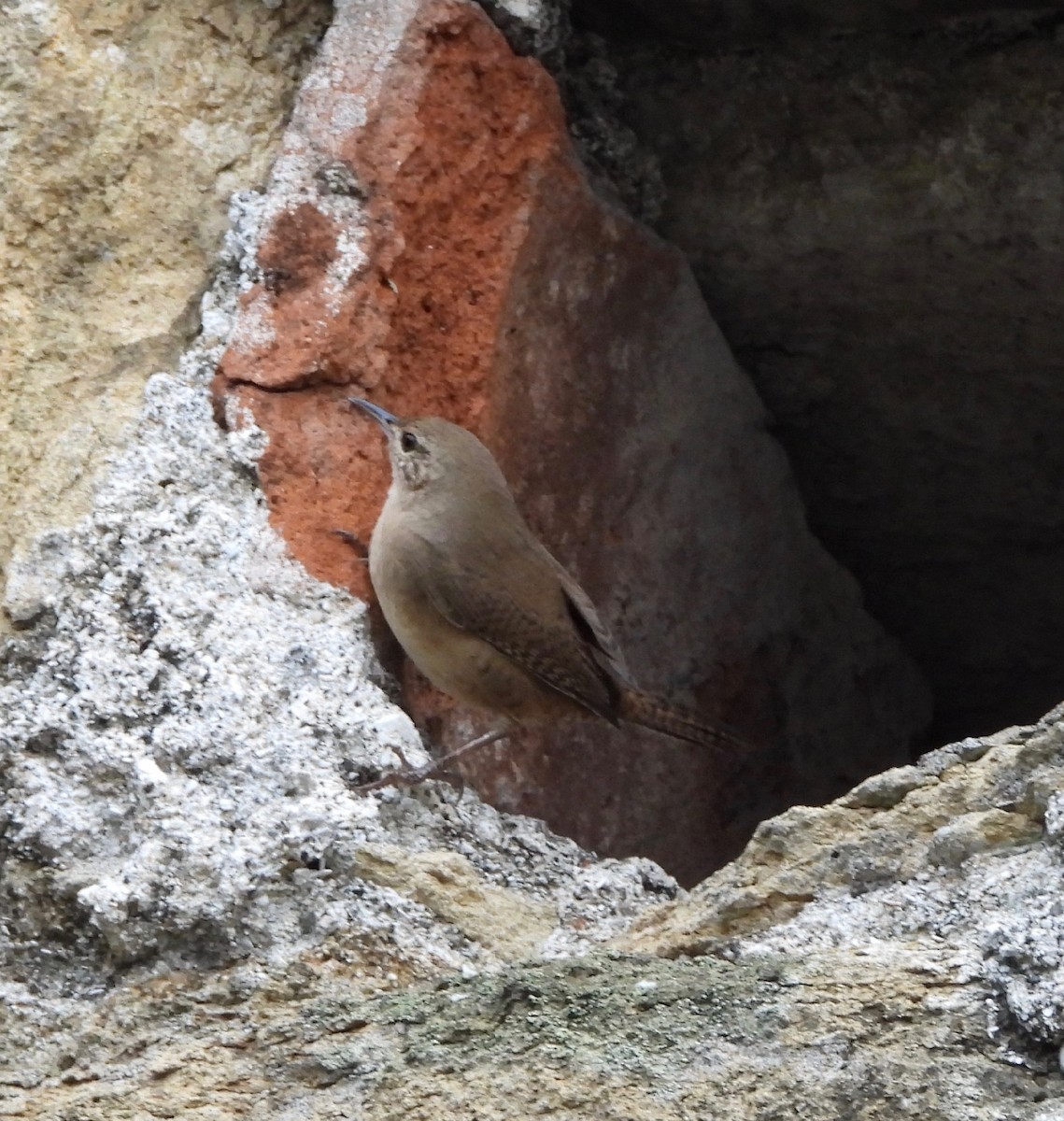Southern House Wren - ML643111611