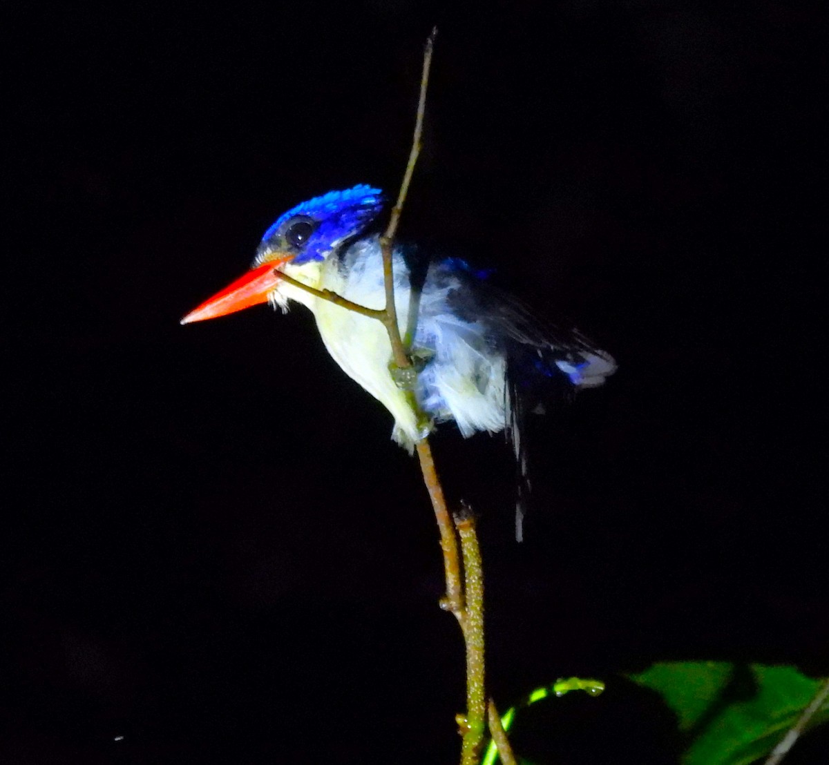 Moluccan Dwarf-Kingfisher (North Moluccan) - ML643111623