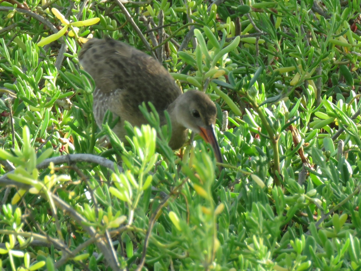 Mangrove Rail - ML643111628