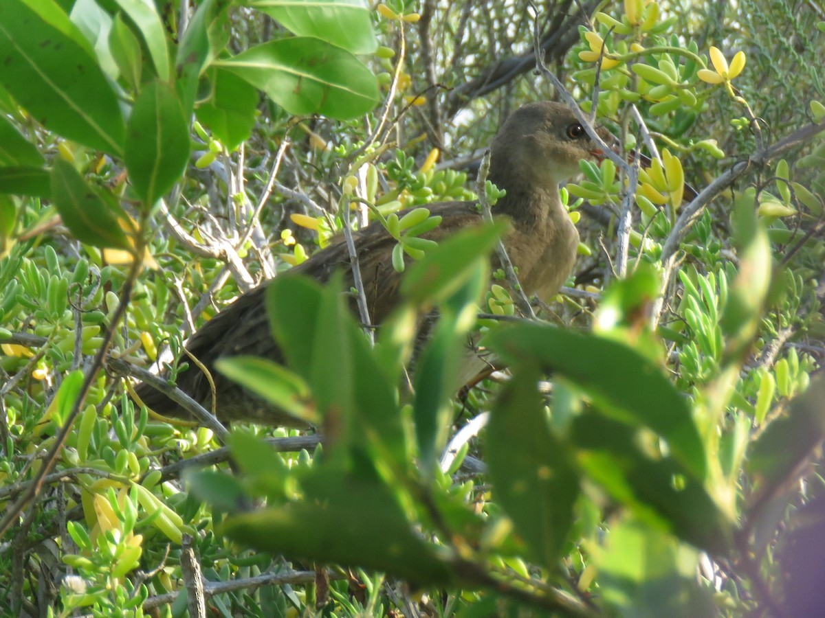 Mangrove Rail - ML643111629