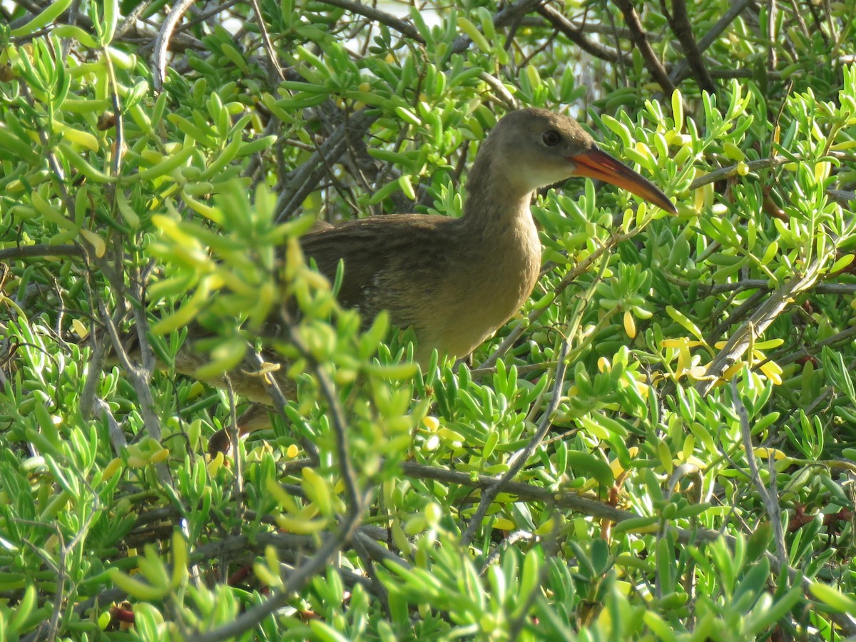 Mangrove Rail - ML643111630