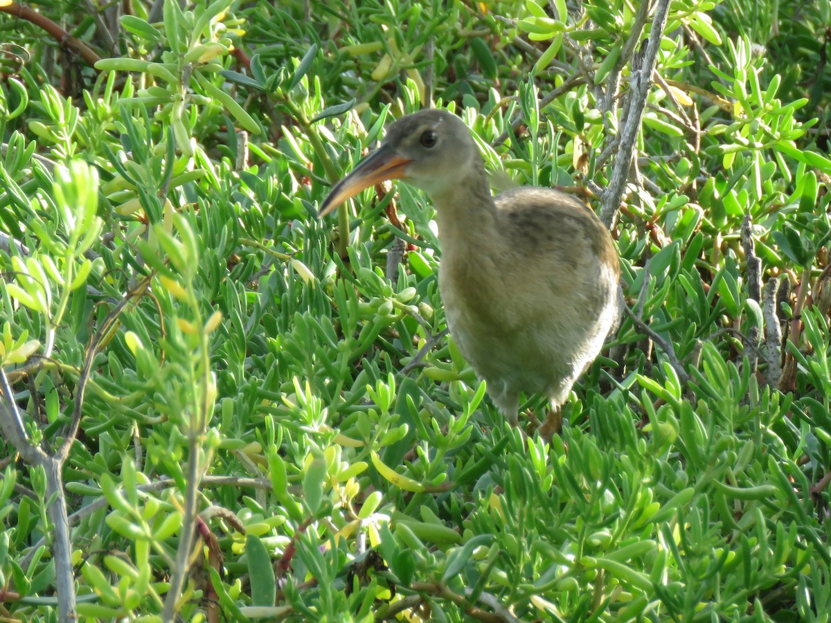 Mangrove Rail - ML643111631