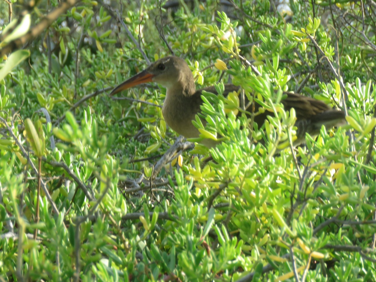 Mangrove Rail - ML643111632