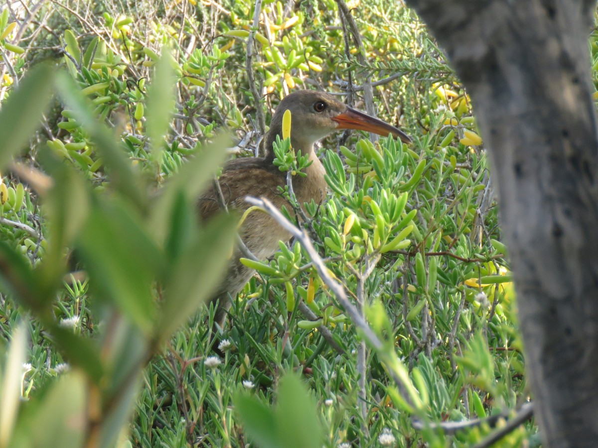 Mangrove Rail - ML643111633