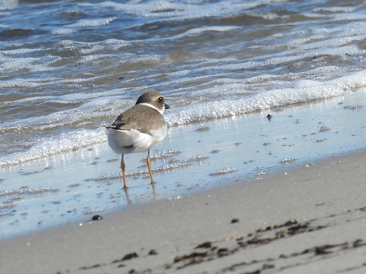 Semipalmated Plover - ML643111652