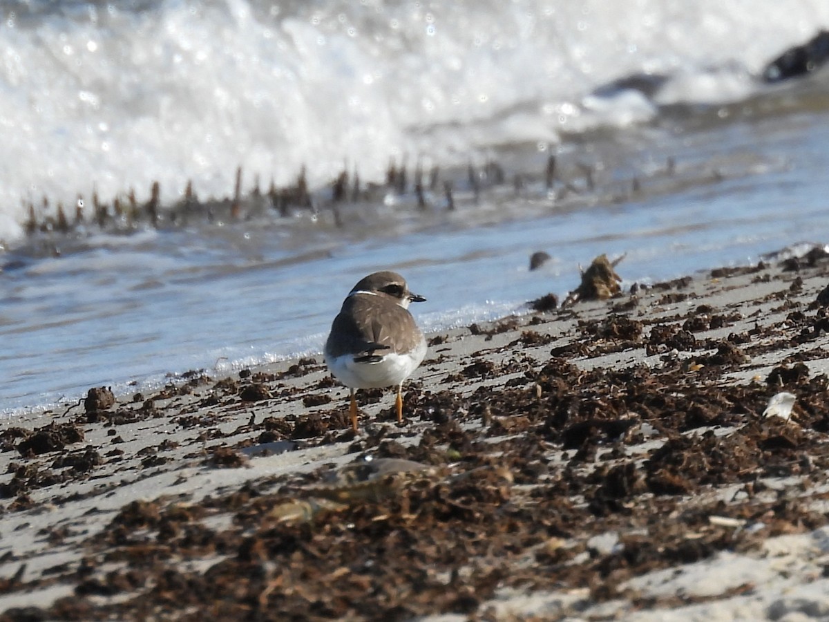 Semipalmated Plover - ML643111653