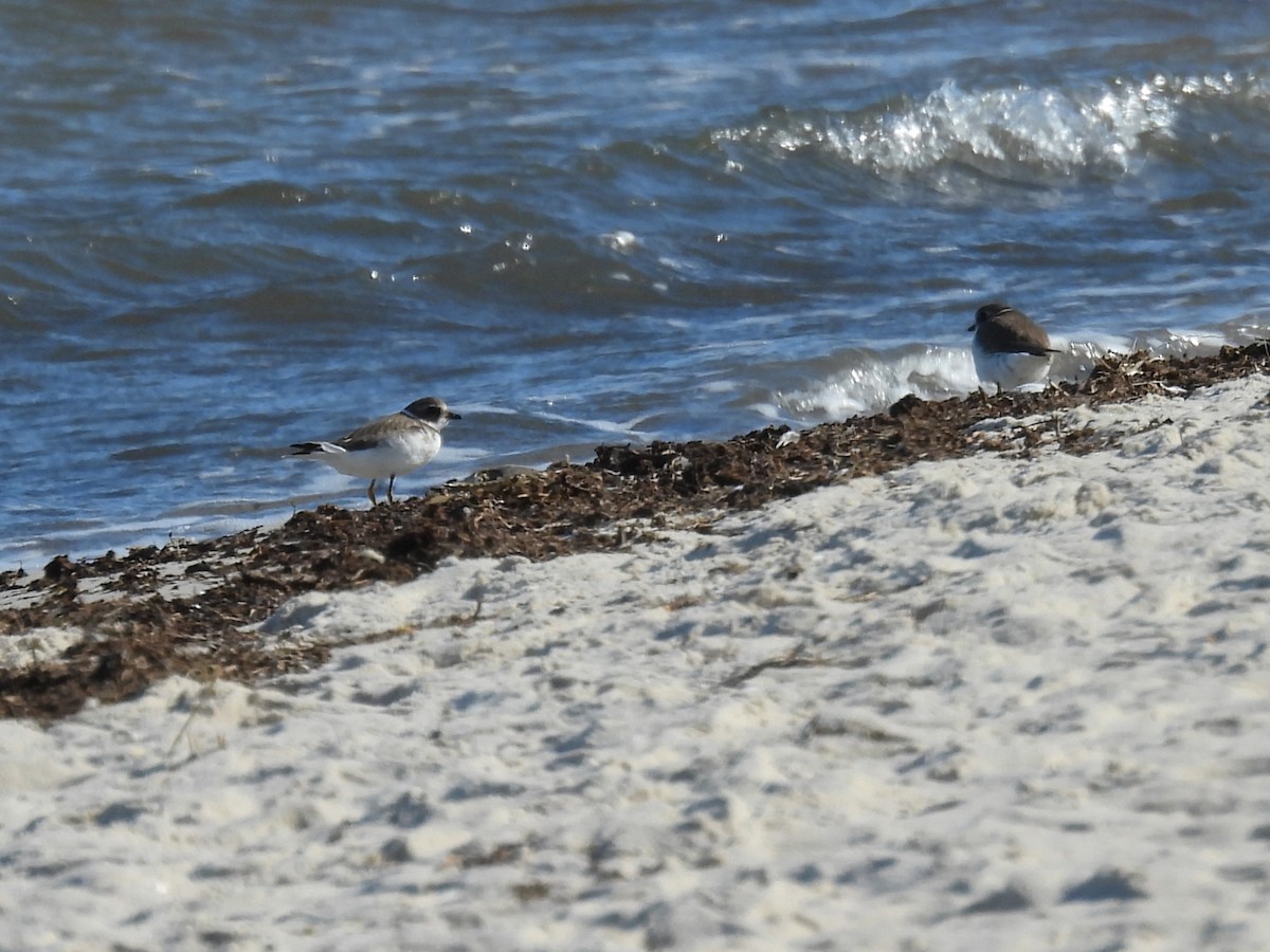 Semipalmated Plover - ML643111654