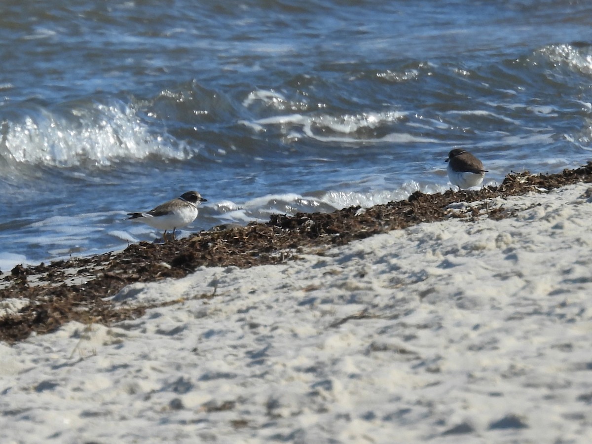 Semipalmated Plover - ML643111655