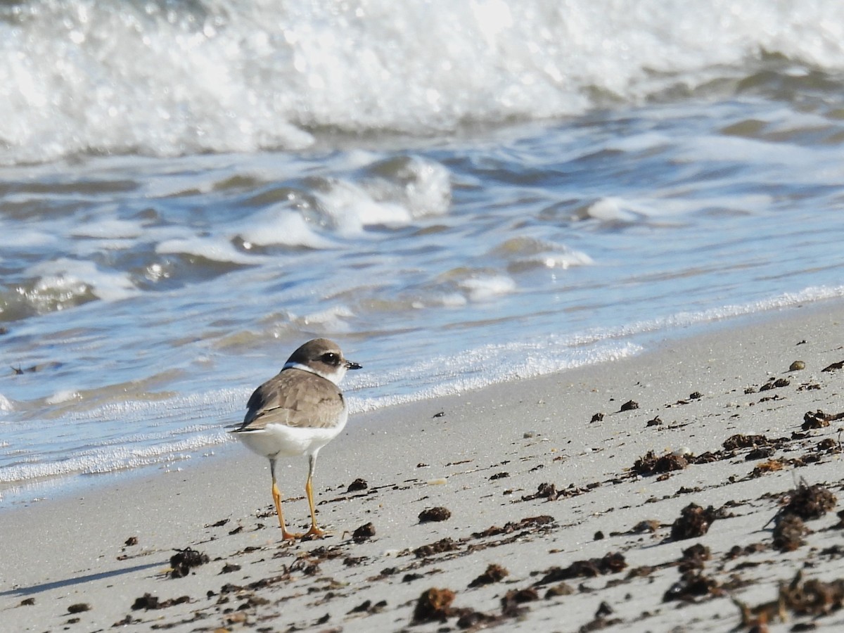 Semipalmated Plover - ML643111656