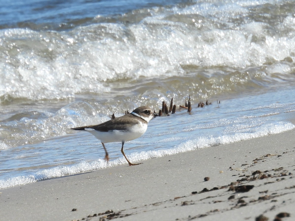Semipalmated Plover - ML643111657