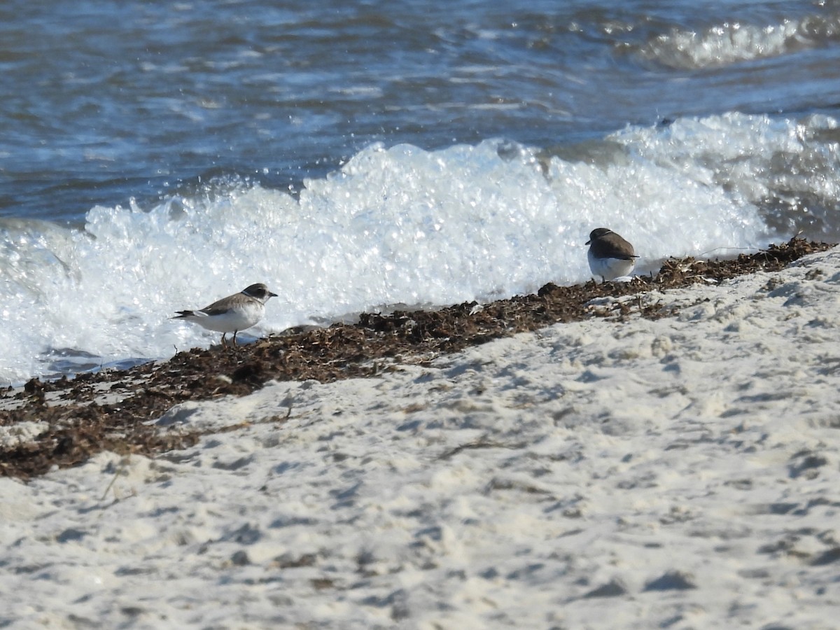 Semipalmated Plover - ML643111658