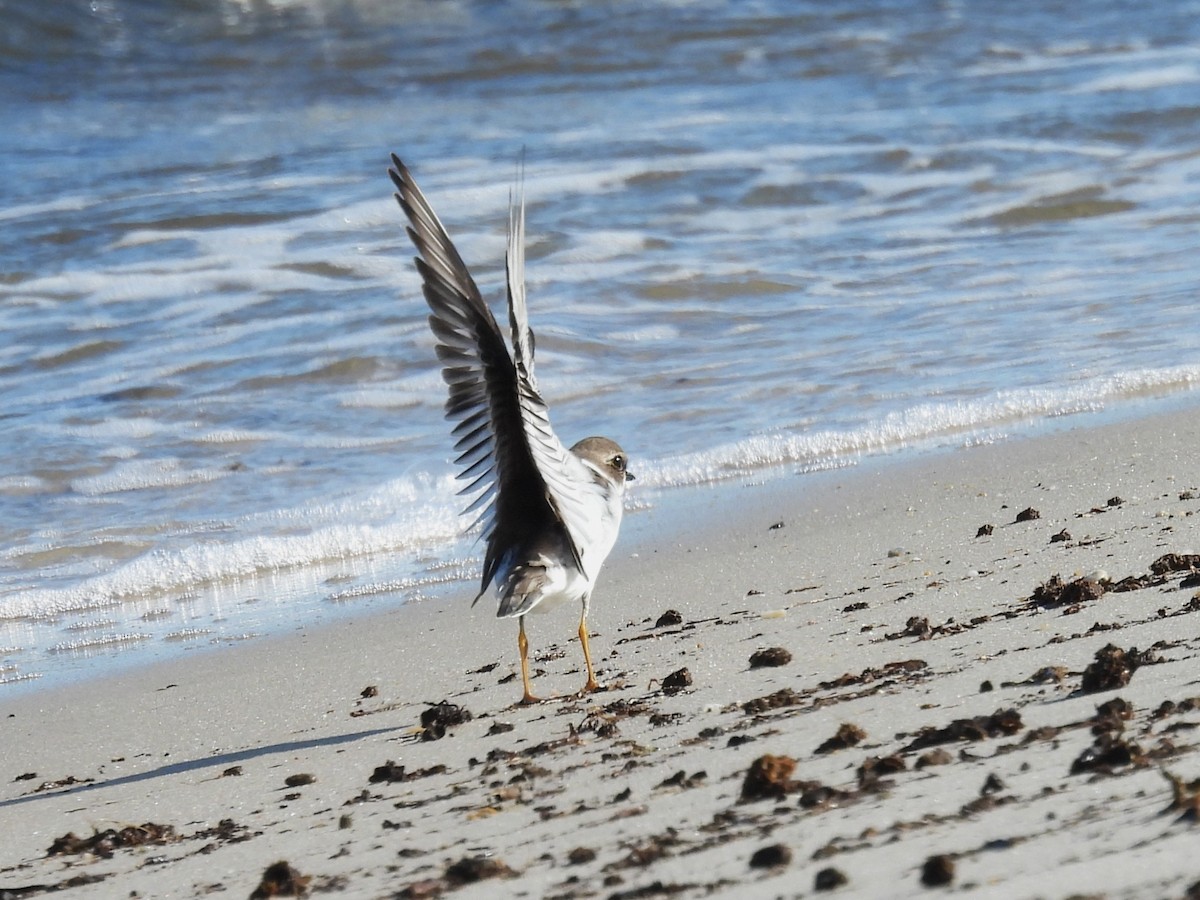 Semipalmated Plover - ML643111659