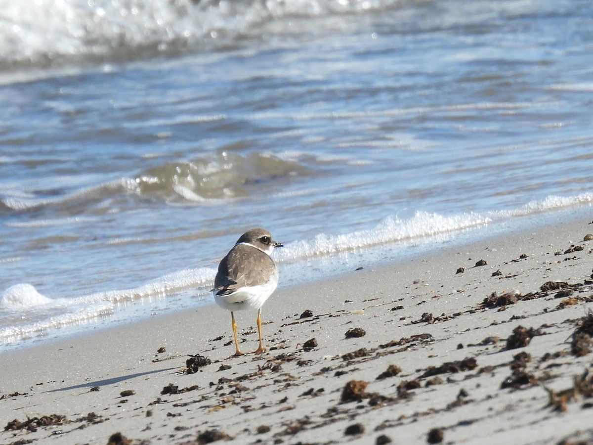 Semipalmated Plover - ML643111660