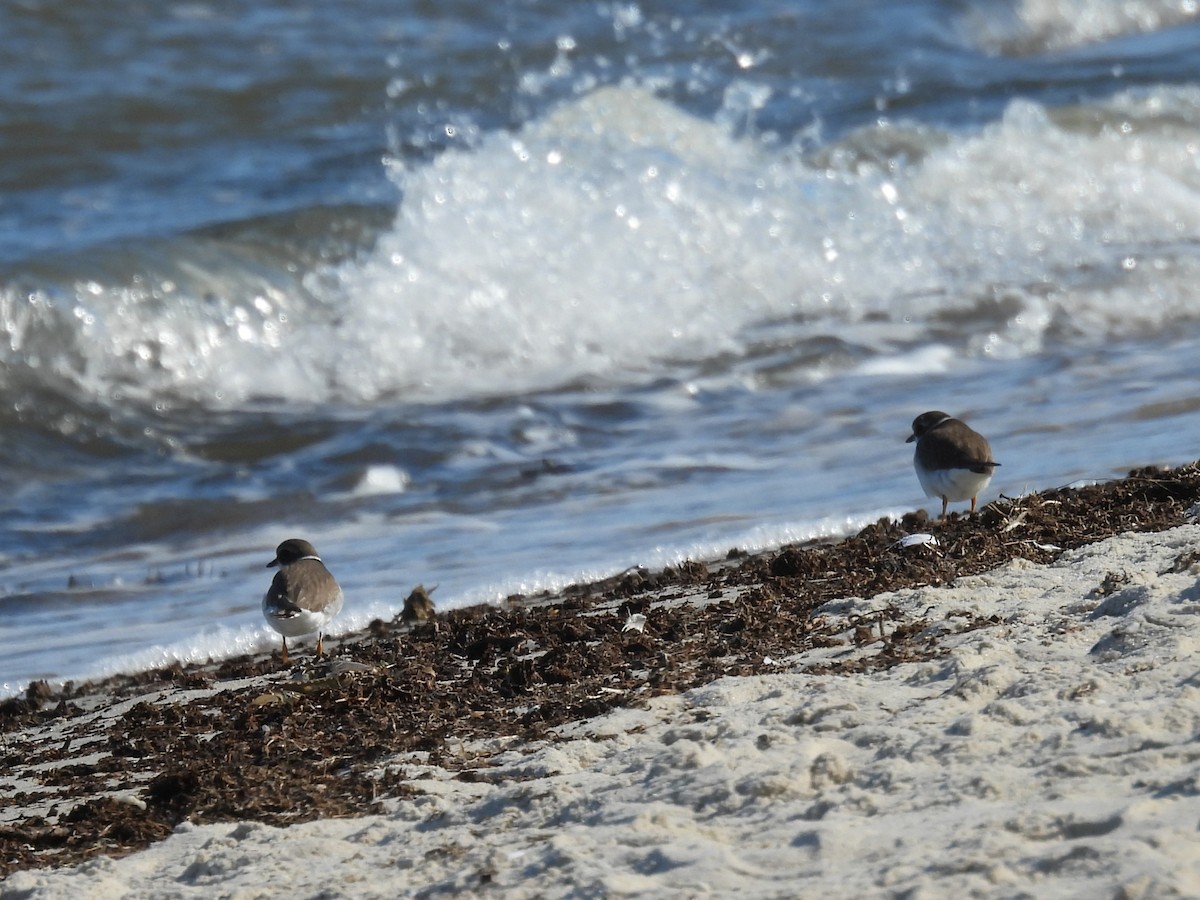 Semipalmated Plover - ML643111661