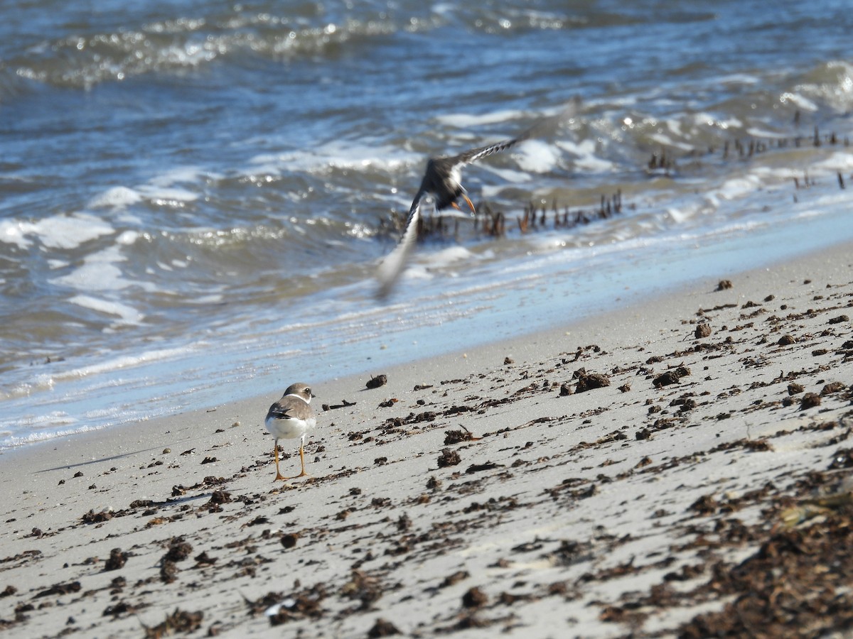 Semipalmated Plover - ML643111662