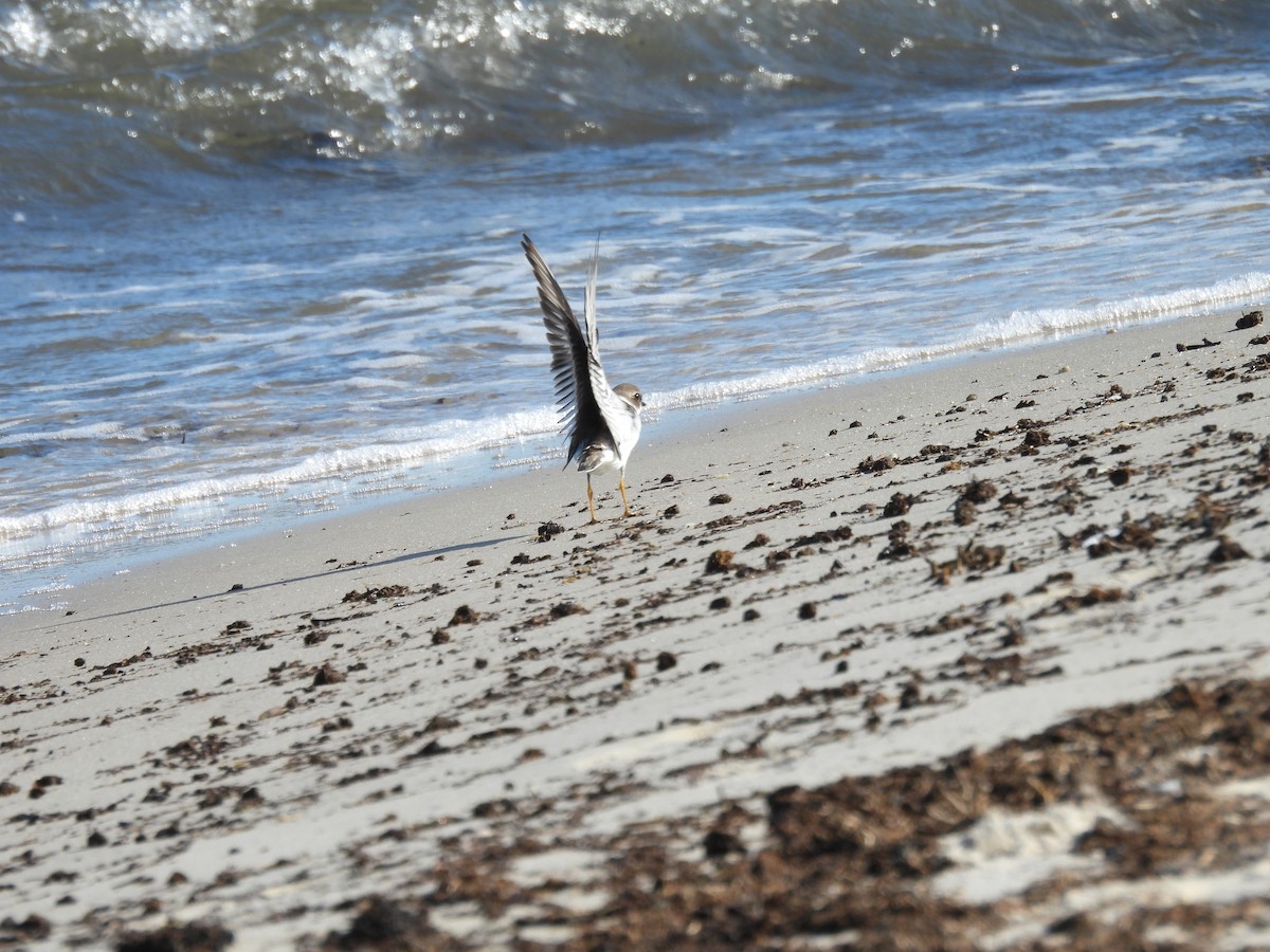 Semipalmated Plover - ML643111663