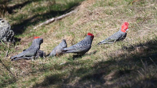Cacatoès à tête rouge - ML643111701