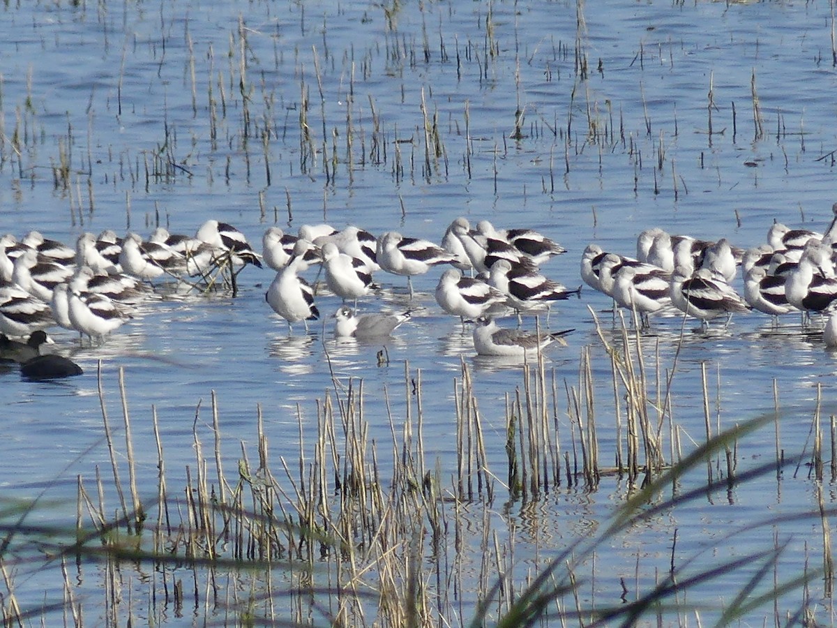 American Avocet - ML643111703