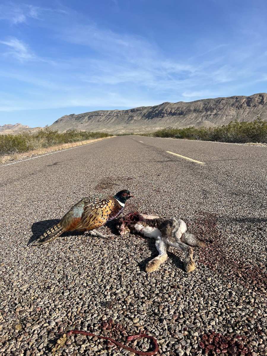 Ring-necked Pheasant - ML643111717