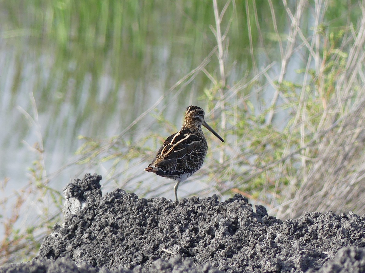 Wilson's Snipe - ML643111725
