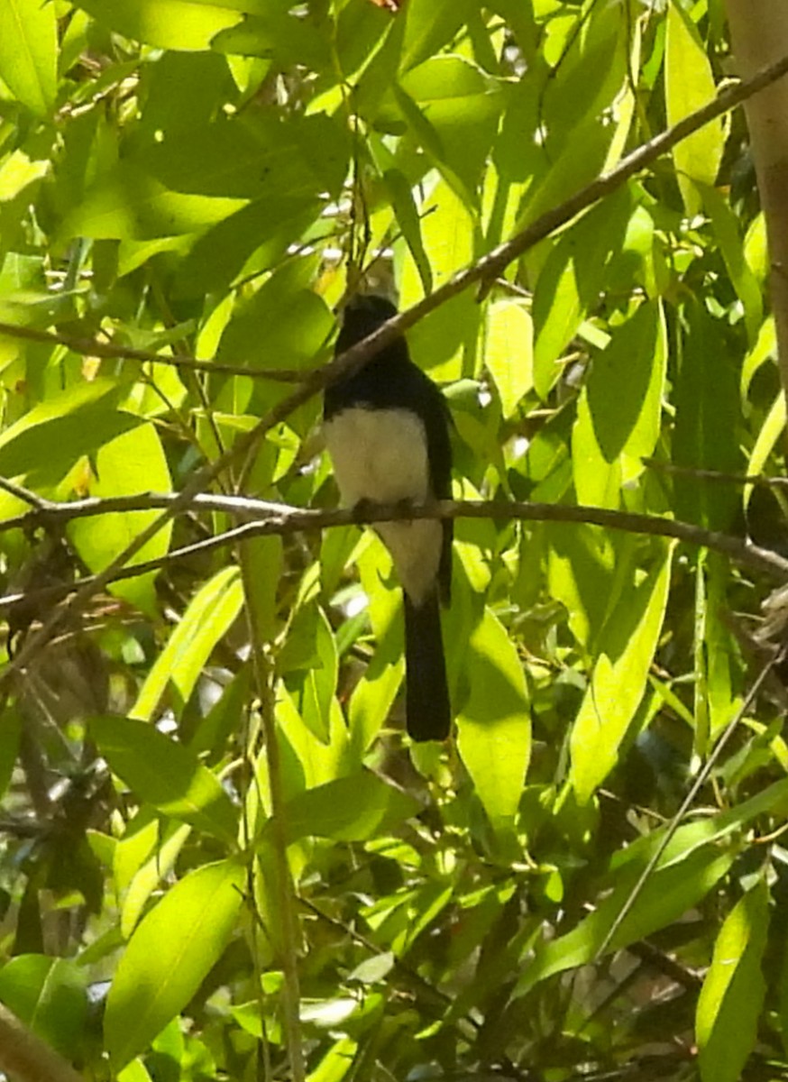 Satin Flycatcher - ML643111735