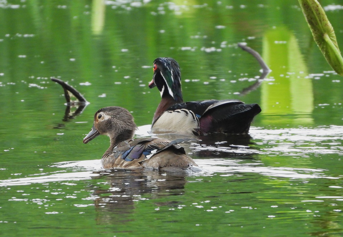 Canard branchu - ML643111743