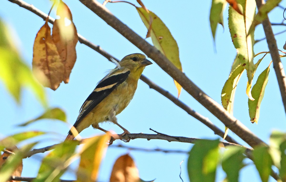 Chardonneret jaune - ML643111755