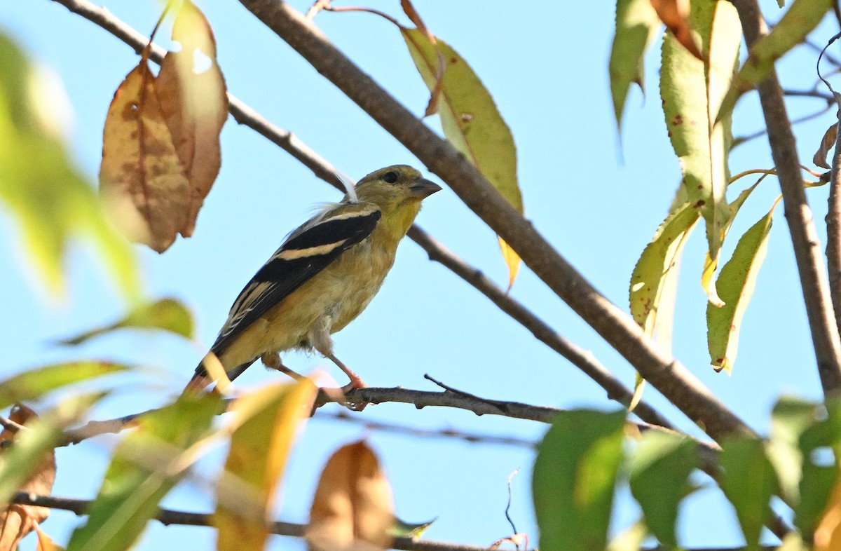 Chardonneret jaune - ML643111756